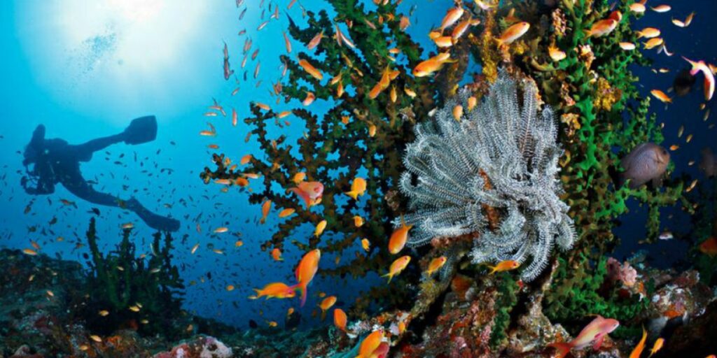 Keindahan Bawah Laut: Panduan untuk Hobi Selam dan Snorkeling