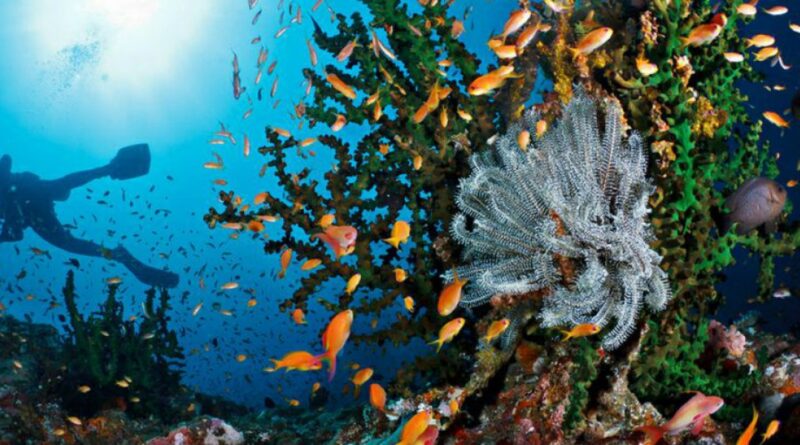 Keindahan Bawah Laut: Panduan untuk Hobi Selam dan Snorkeling