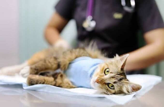 Manfaat Sterilisasi Kucing Dalam Perawatan Hewan Peliharaan