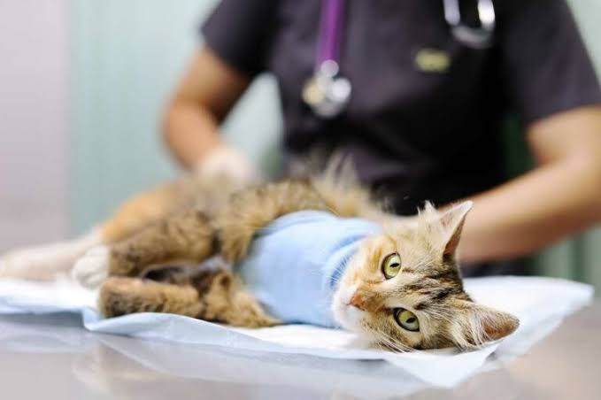 Manfaat Sterilisasi Kucing Dalam Perawatan Hewan Peliharaan