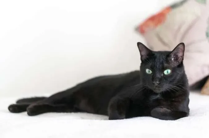 Mengapa Kucing Hitam Terkenal Dengan Istilah Pembawa Sial?