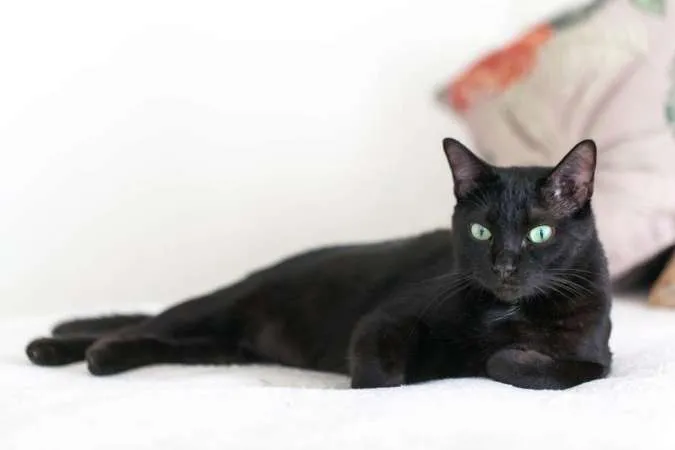 Mengapa Kucing Hitam Terkenal Dengan Istilah Pembawa Sial?