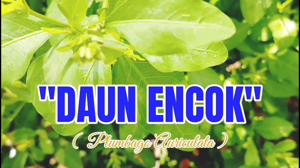 Daun Encok