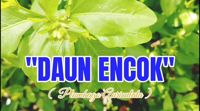 Daun Encok