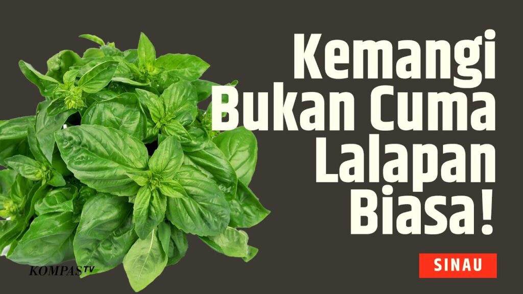 Daun Kemangi