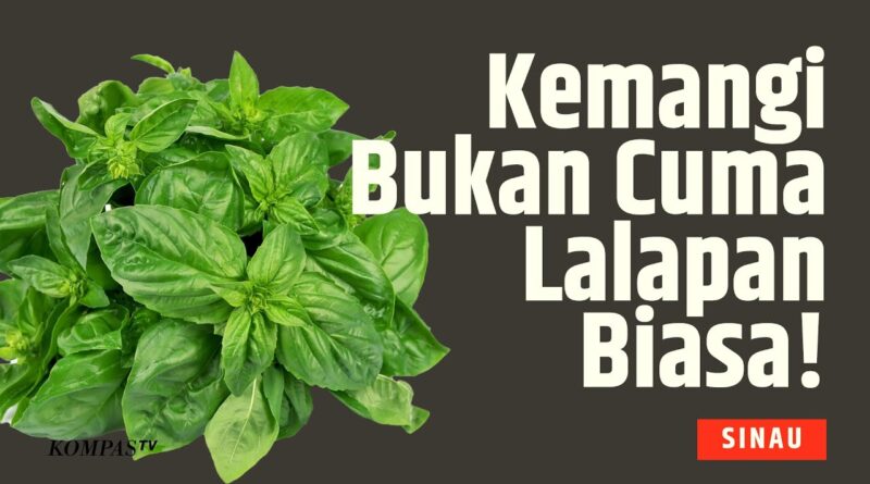 Daun Kemangi