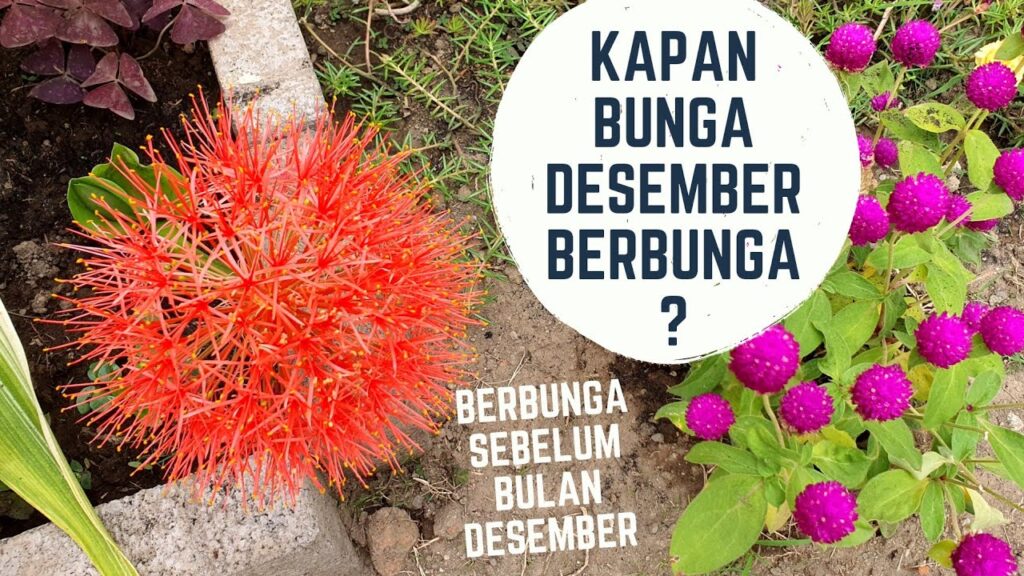 Bunga Desember