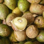 Buah Matoa Punya Kandungan Gizi Dan Beberapa Manfaatnya