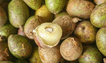 Buah Matoa Punya Kandungan Gizi Dan Beberapa Manfaatnya