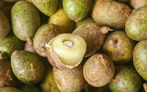 Buah Matoa Punya Kandungan Gizi Dan Beberapa Manfaatnya