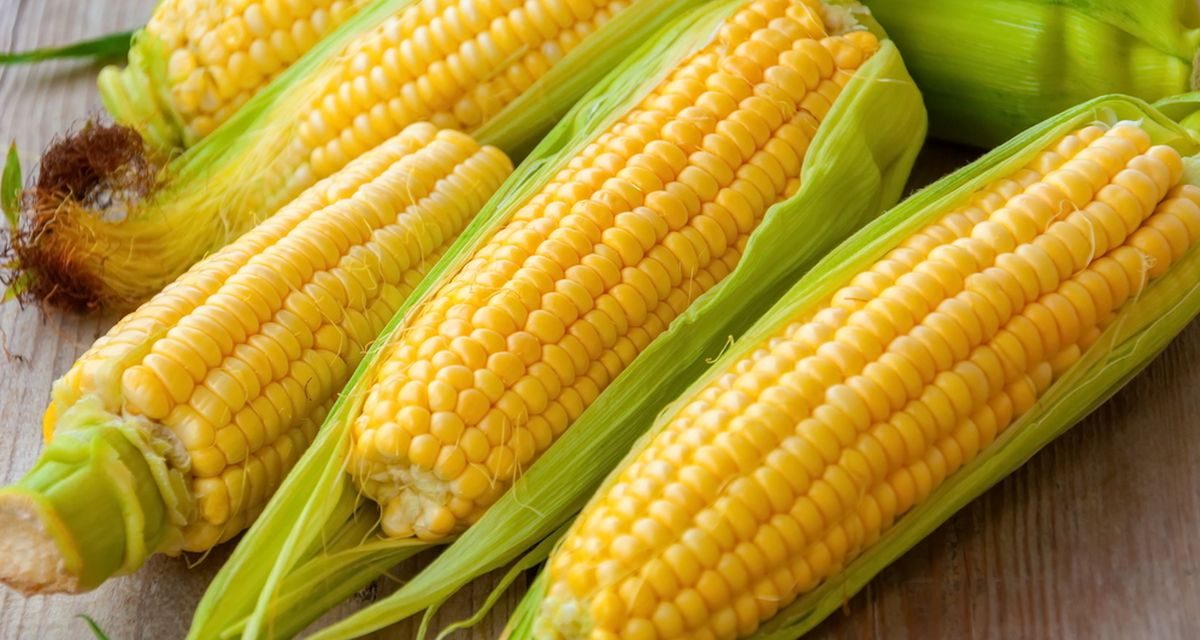 Buah Jagung Manis Menjadi Buah Populer Dan Kaya Nutrisi