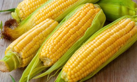 Buah Jagung Manis Menjadi Buah Populer Dan Kaya Nutrisi