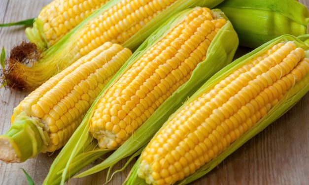 Buah Jagung Manis Menjadi Buah Populer Dan Kaya Nutrisi