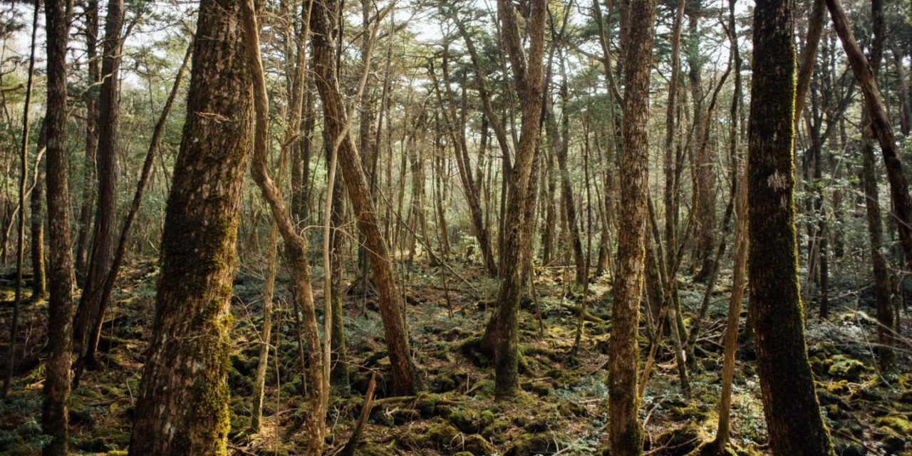 Hutan Aokigahara Di Kenal Sebagai Tempat Bunuh Diri