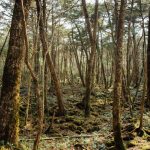Hutan Aokigahara Di Kenal Sebagai Tempat Bunuh Diri