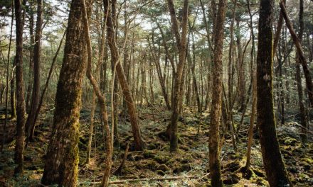 Hutan Aokigahara Di Kenal Sebagai Tempat Bunuh Diri