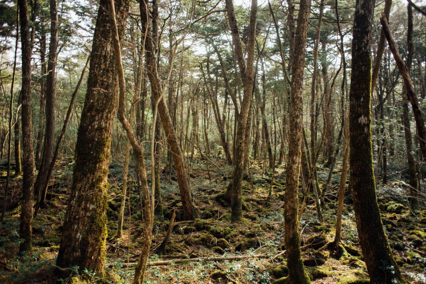 Hutan Aokigahara