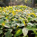 Tanaman Kratom Di Gunakan Penduduk Lokal Untuk Obat Herbal