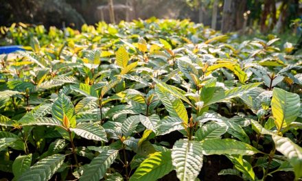 Tanaman Kratom Di Gunakan Penduduk Lokal Untuk Obat Herbal