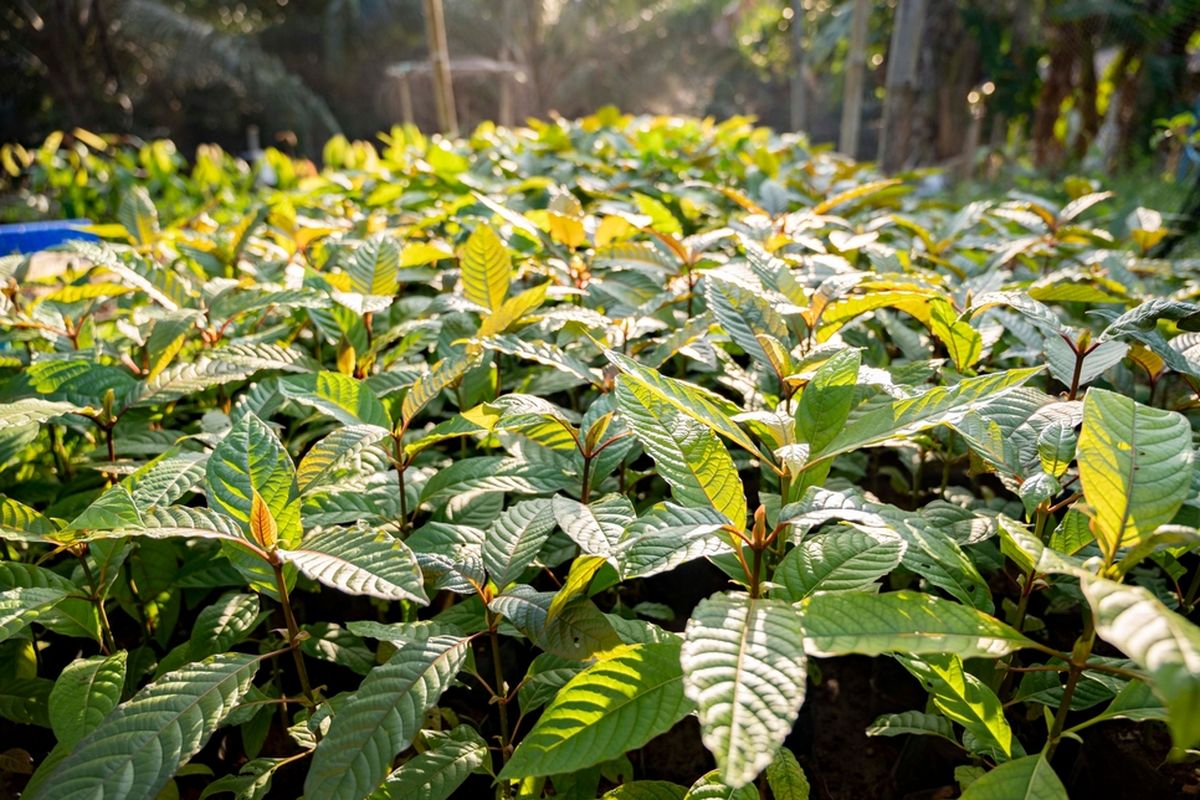 Tanaman Kratom