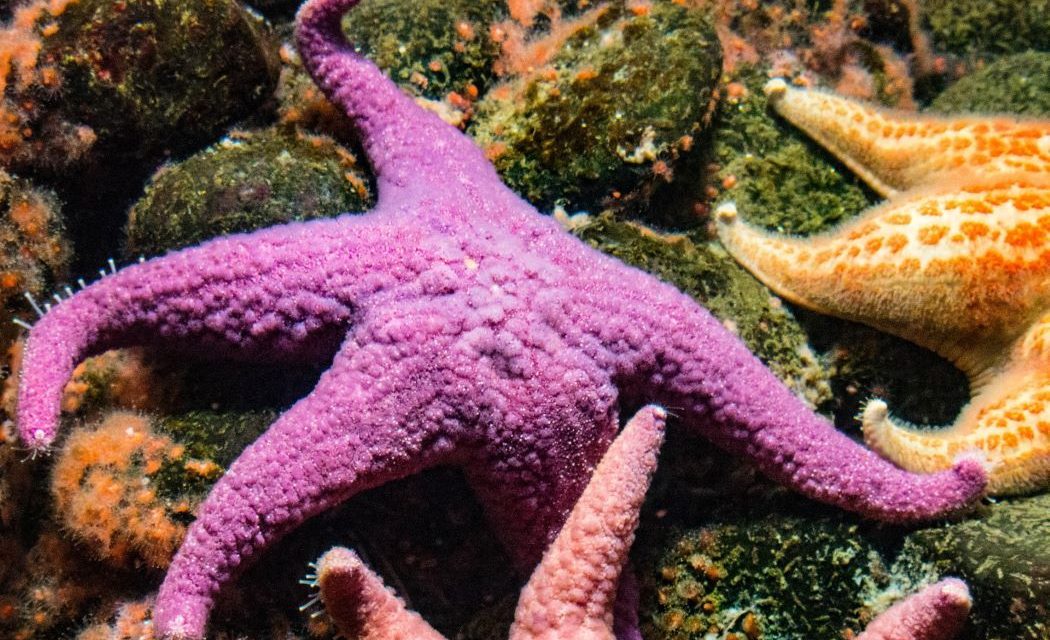Fakta Menarik Bintang Laut Yang Tidak Memiliki Otak Dan Darah