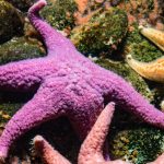 Fakta Menarik Bintang Laut Yang Tidak Memiliki Otak Dan Darah