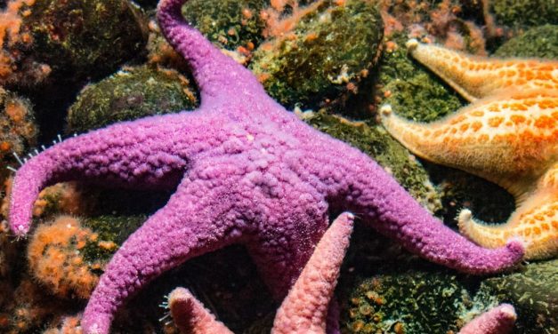 Fakta Menarik Bintang Laut Yang Tidak Memiliki Otak Dan Darah