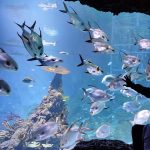 Wisata Marine Bali Destinasi Eksotis Untuk Pecinta Laut