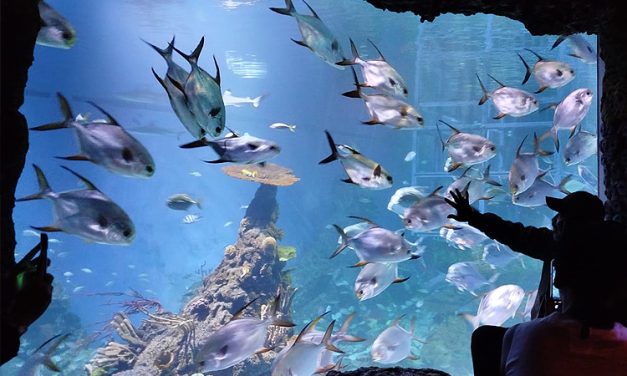 Wisata Marine Bali Destinasi Eksotis Untuk Pecinta Laut