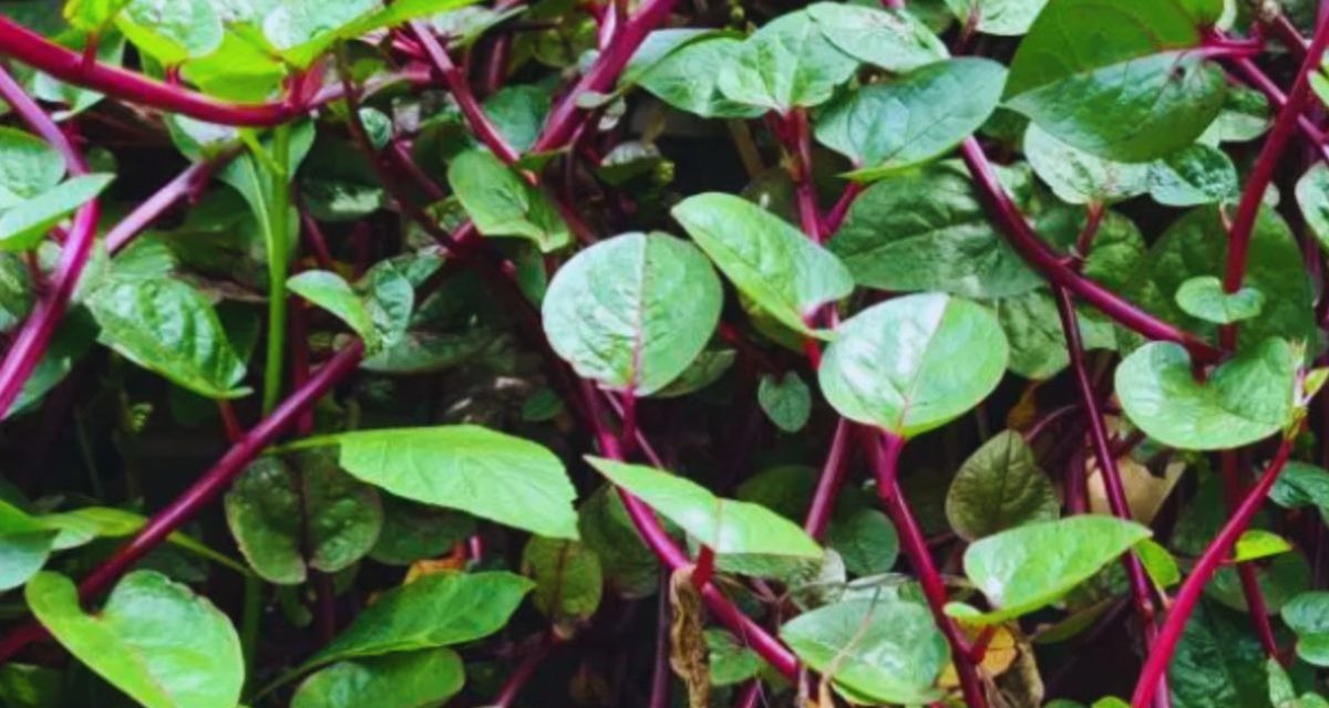 Daun Binahong Tanaman Herbal Kaya Manfaat Untuk Kesehatan