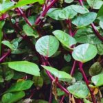 Daun Binahong Tanaman Herbal Kaya Manfaat Untuk Kesehatan