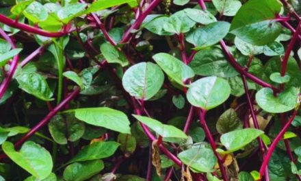 Daun Binahong Tanaman Herbal Kaya Manfaat Untuk Kesehatan