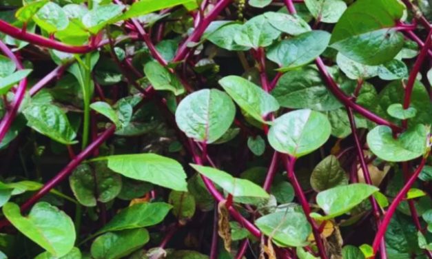 Daun Binahong Tanaman Herbal Kaya Manfaat Untuk Kesehatan