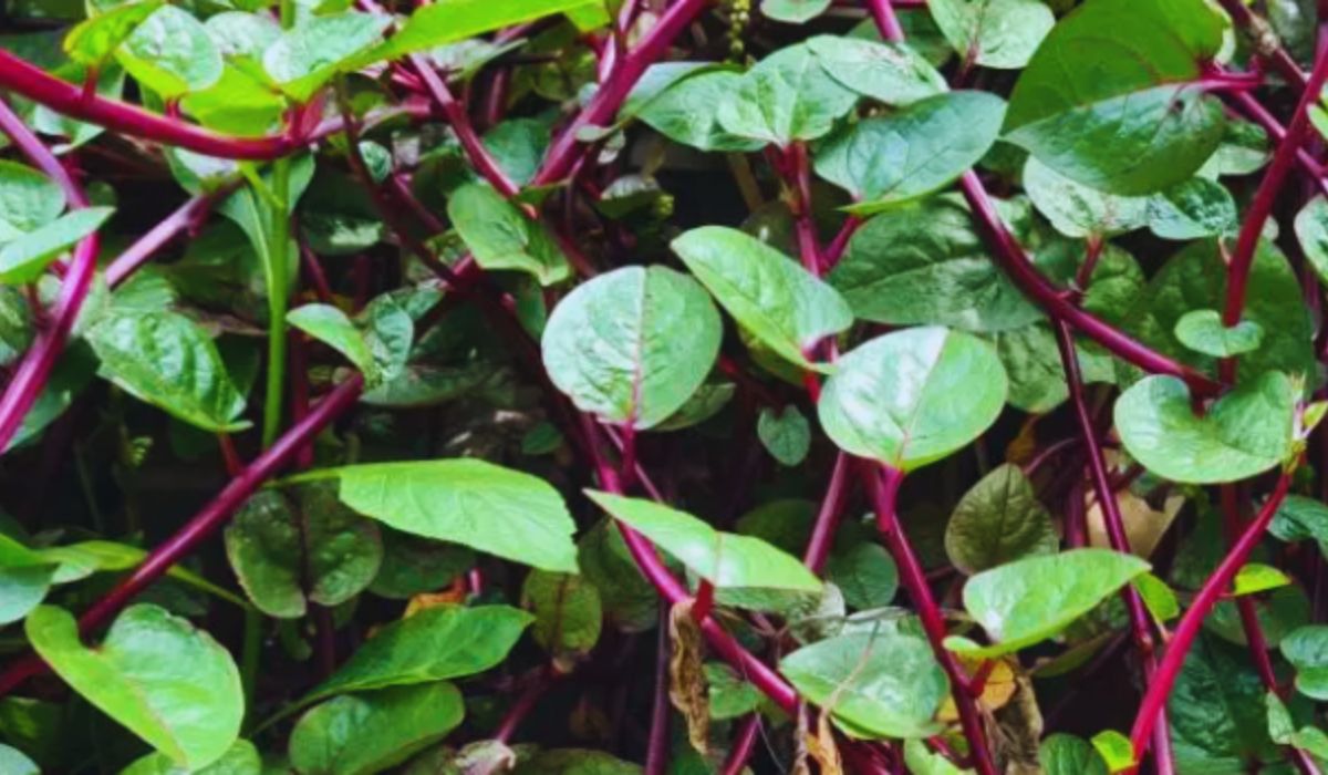 Daun Binahong