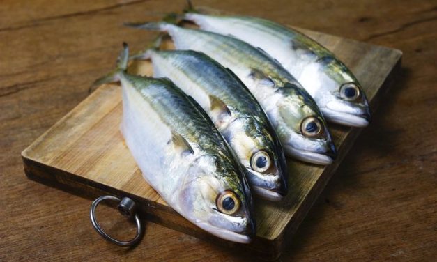 Ikan Kembung Salah Satu Ikan Sehat Dengan Harga Terjangkau