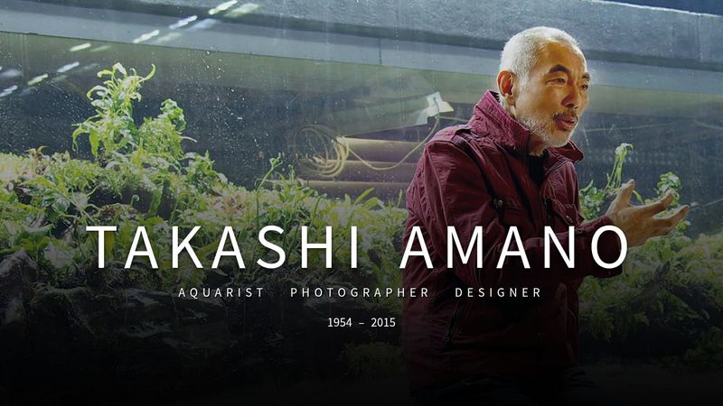 Takashi Amano Sang Legenda Aquascape Yang Menginspirasi